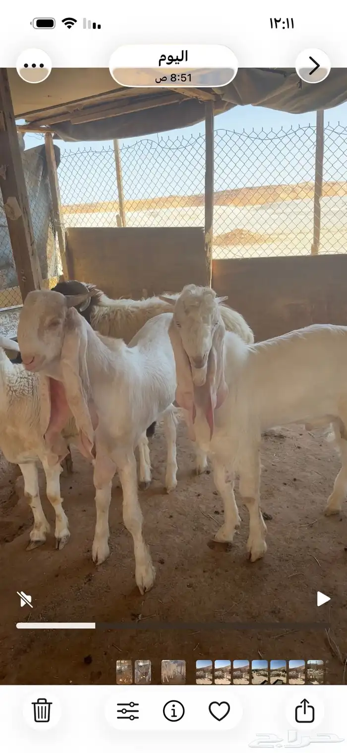 تيوس للبيع 1