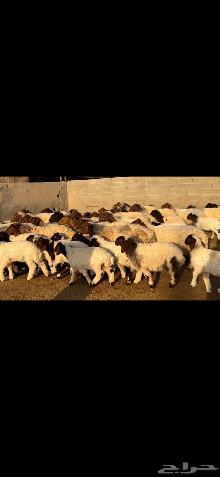 غنم نعيم متابيع فاخره . 1