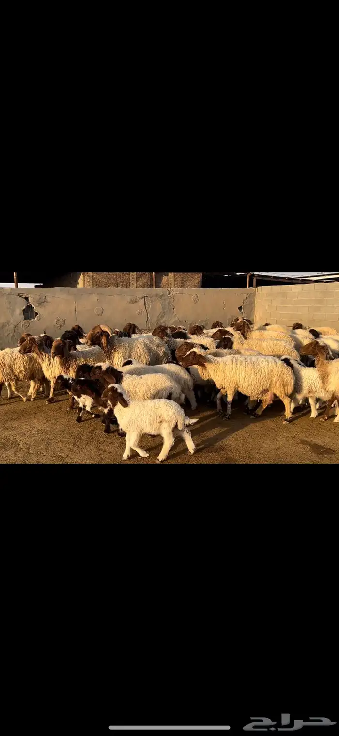 غنم نعيم متابيع فاخره . 18