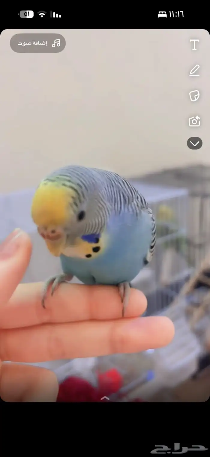 إناث بادجي منتجه 2