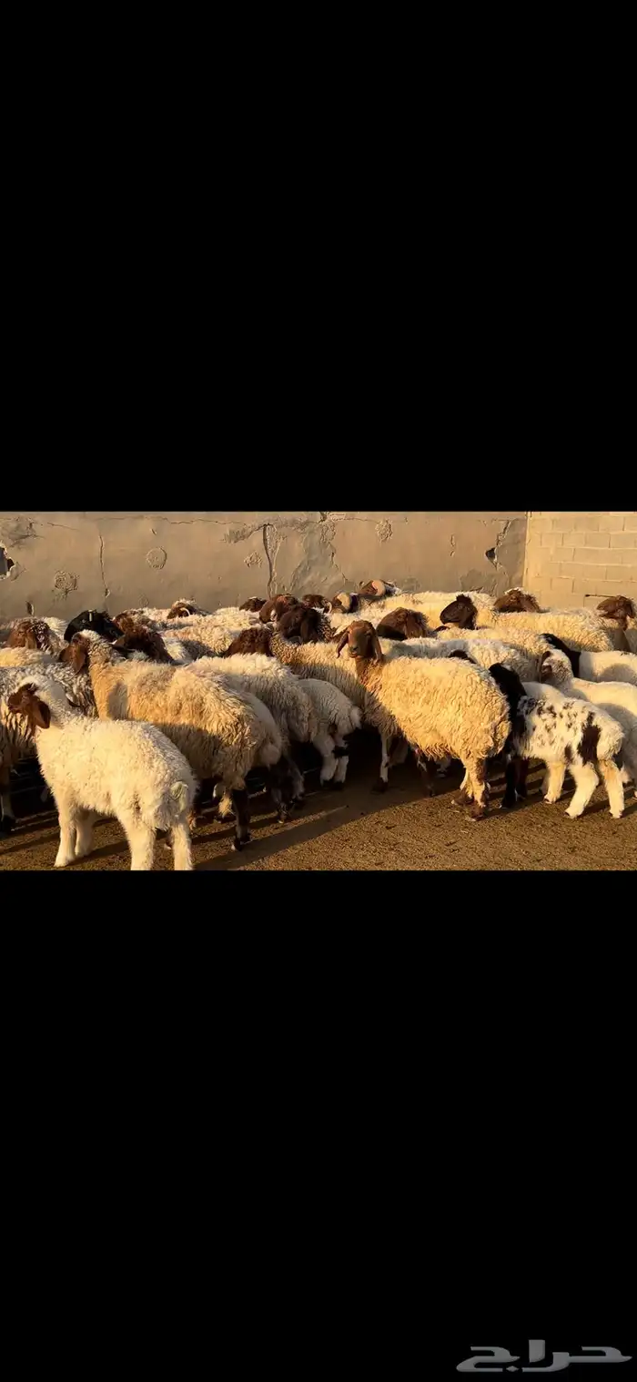 غنم نعيم متابيع فاخره . 14