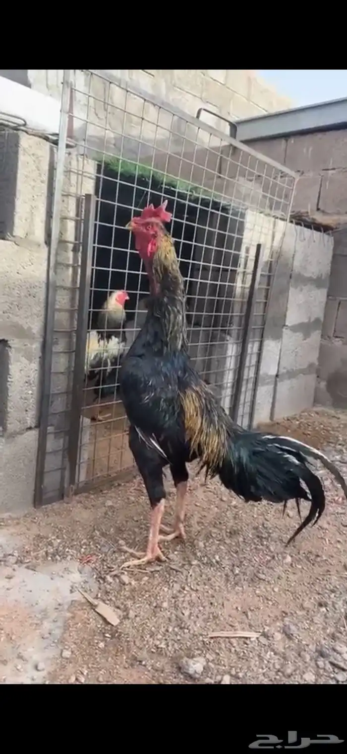 ديك شانجرا 0