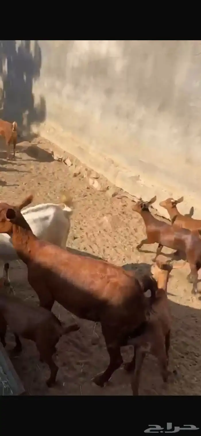 ماعز دهم جنوبي 13