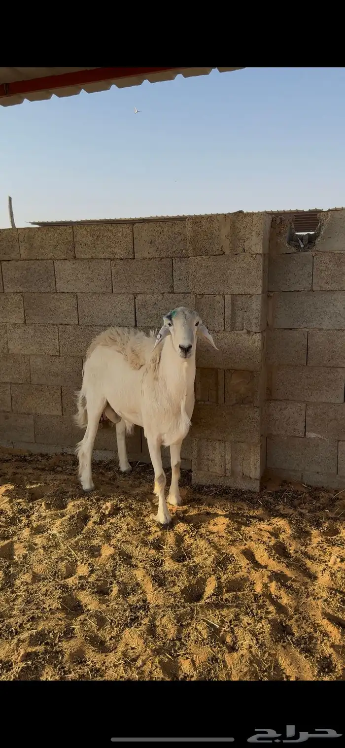 فحل حري صنف مشروط وفيه نسبه مالطيه 0