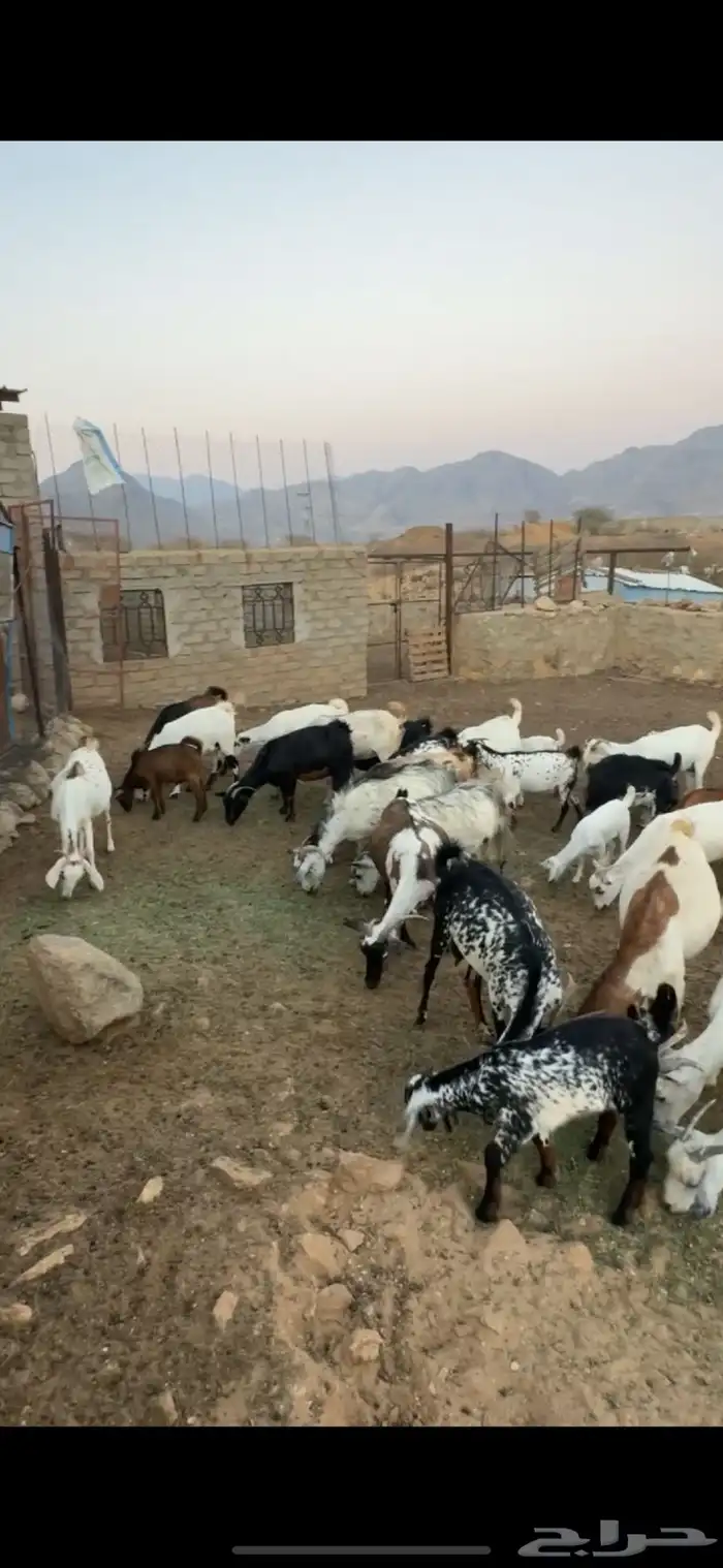 غنم مقاني 60 فيها 35 دفع قريبه 4