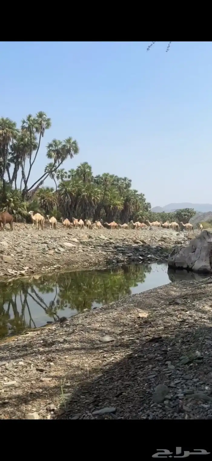 أبل عوادي واوارك العدد34 2