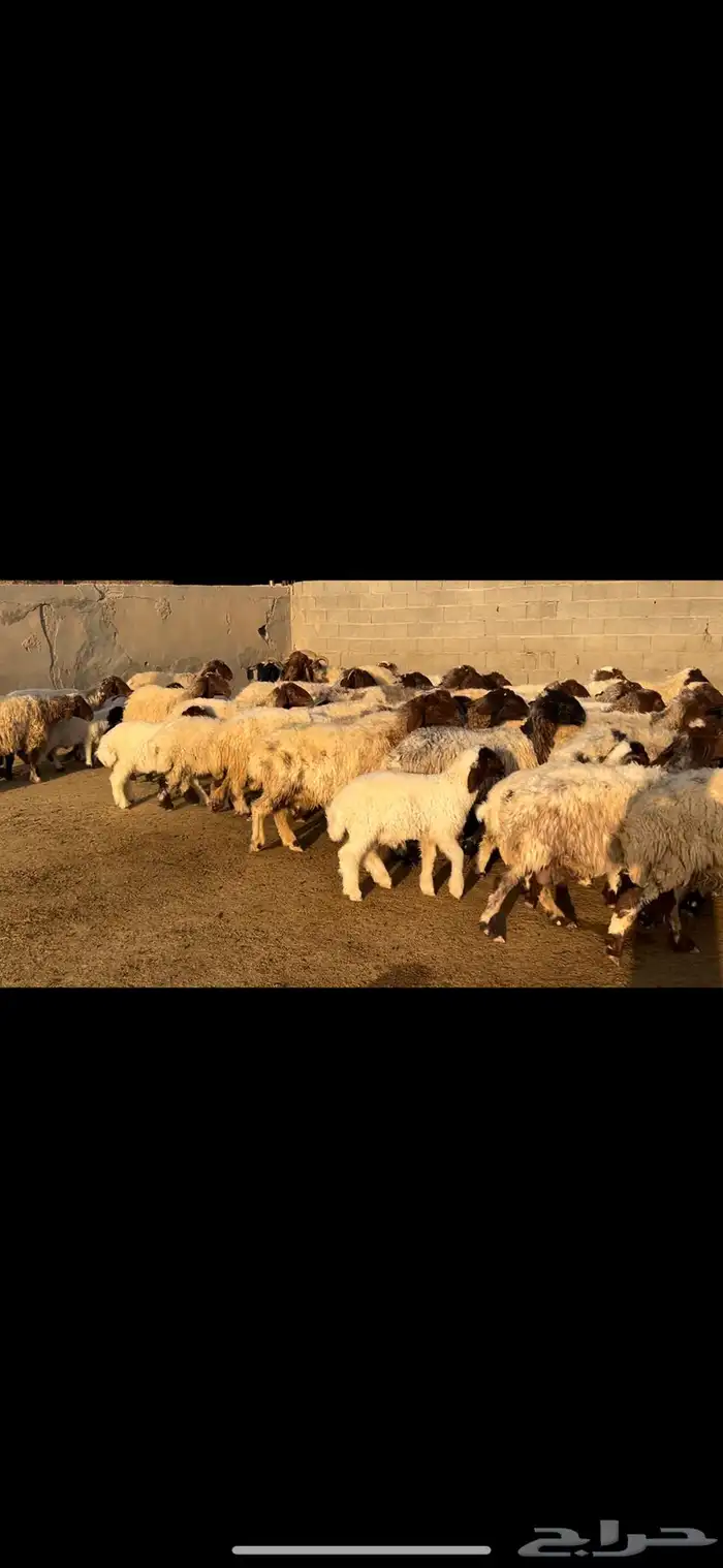 غنم نعيم متابيع فاخره . 15