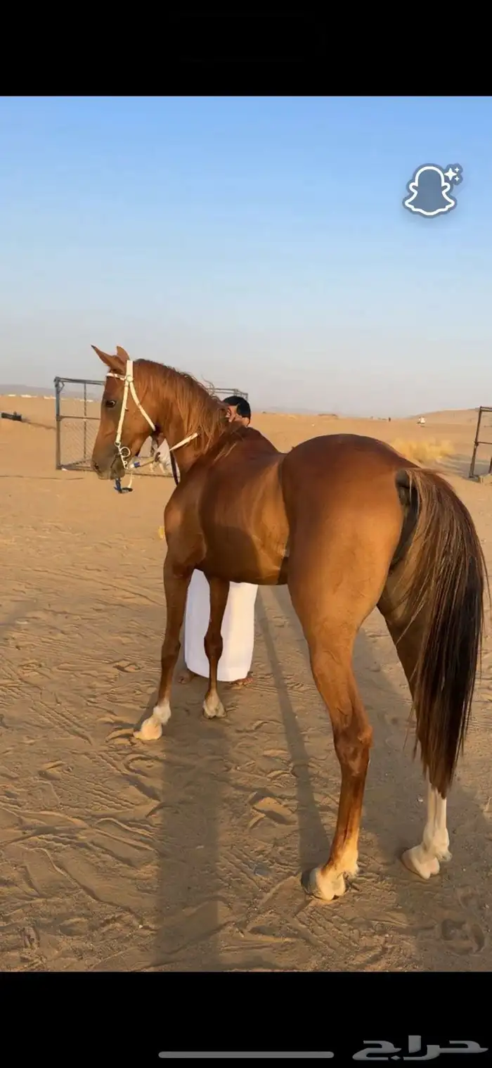 حصان شعبي طرب 0