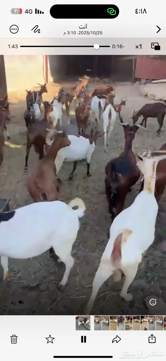 ماعز دهم جنوبي 0