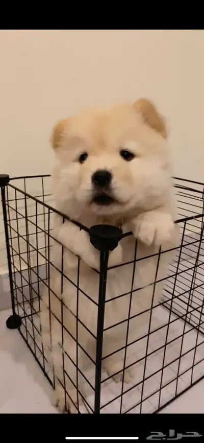 فندقة كلاب index