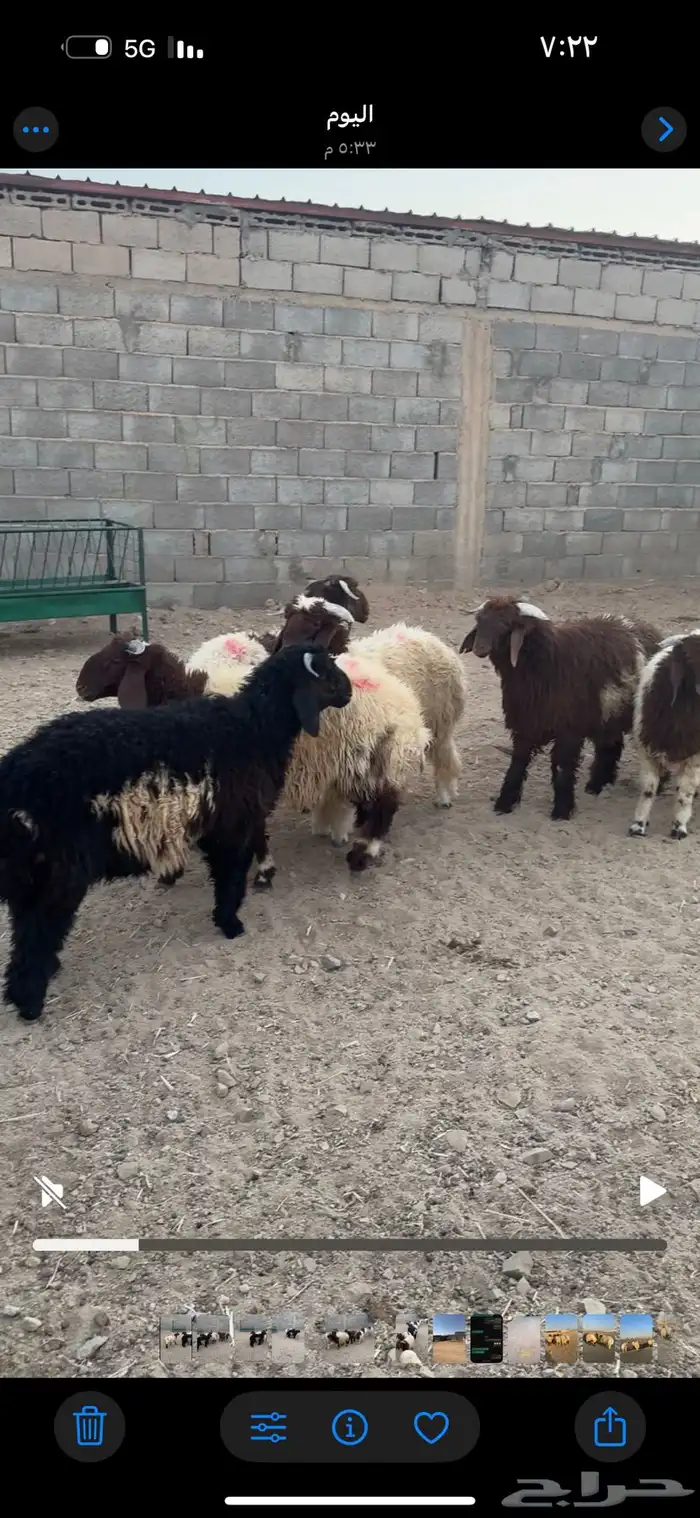 خرفان نعيمي مغلقه شحم 5