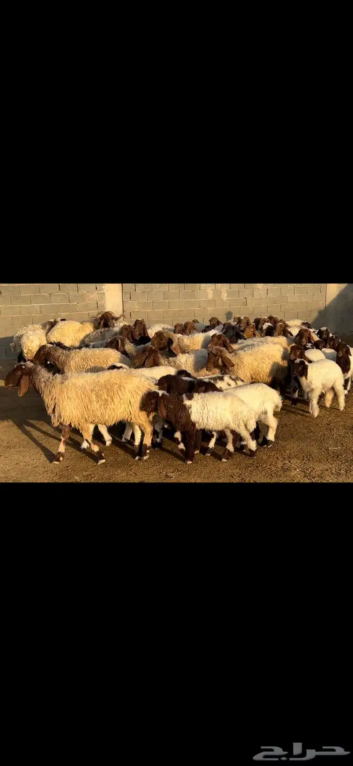 غنم نعيم متابيع فاخره . 3