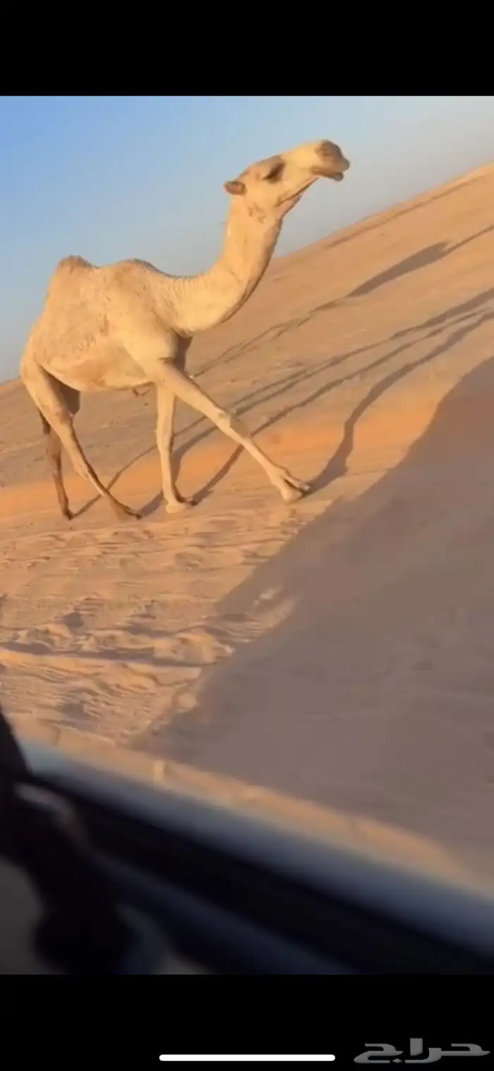 ذود كفو وضح 5