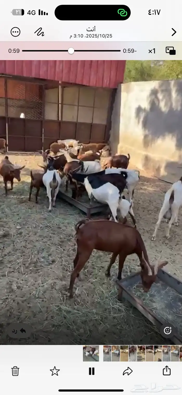 ماعز دهم جنوبي 10