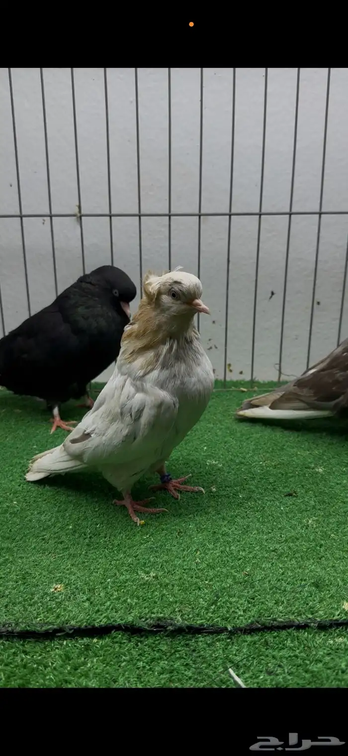 3 حبات دميتك قاطين 5 ريش وحبه سود طبه 2
