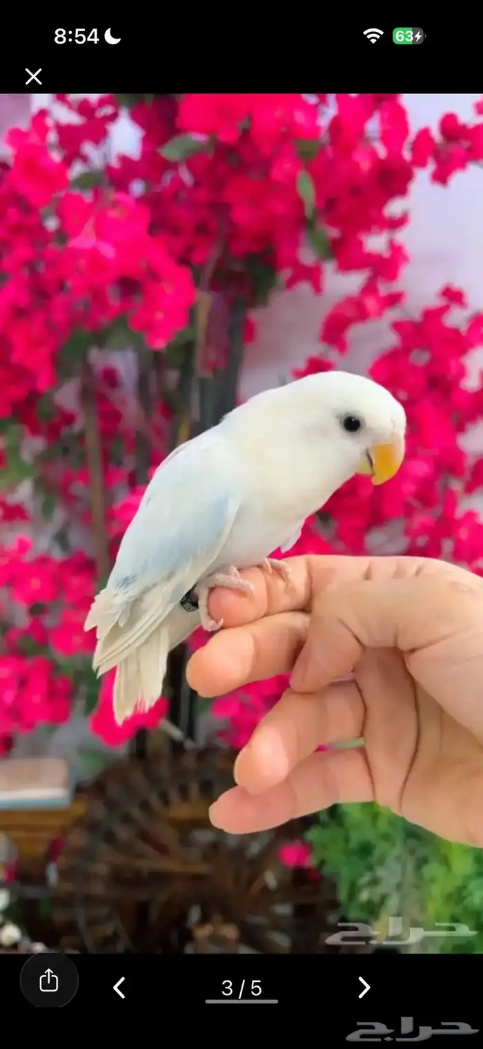 روز اليف البيع مستعجل والسعر مناسب جدا 0