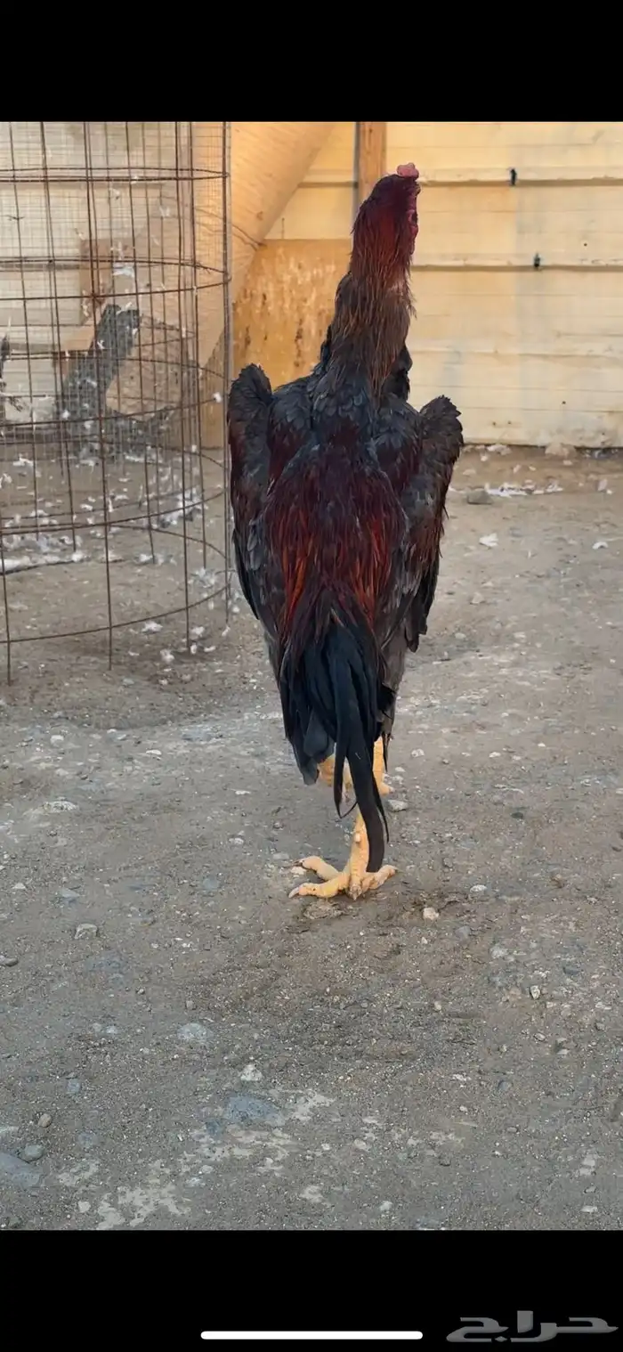 ديك شامو الماني 3