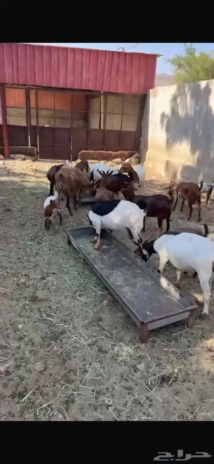 ماعز دهم جنوبي 16