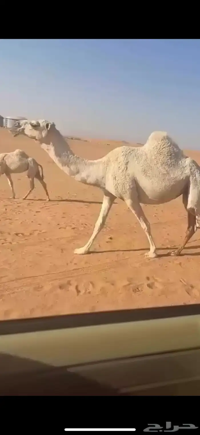 ذود كفو وضح 1