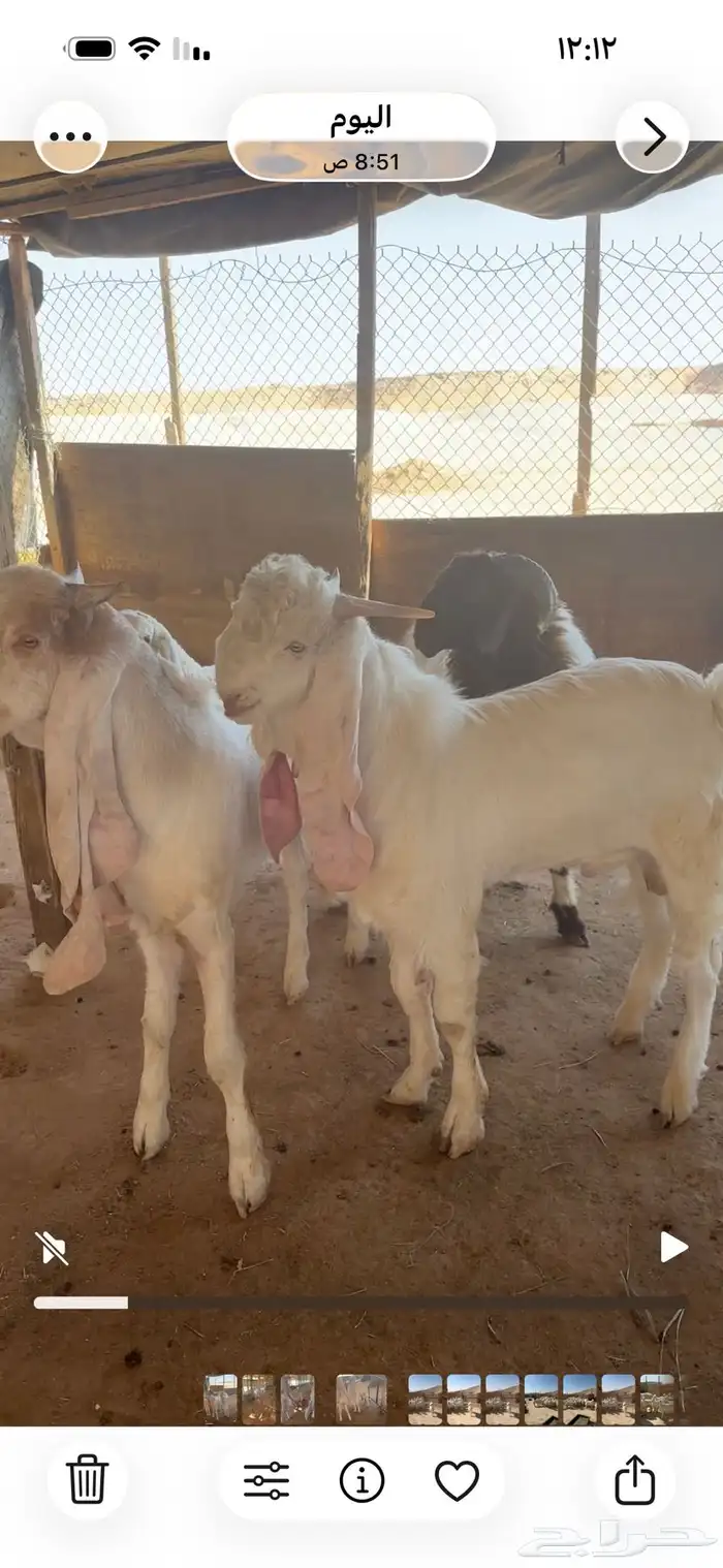 تيوس للبيع 0