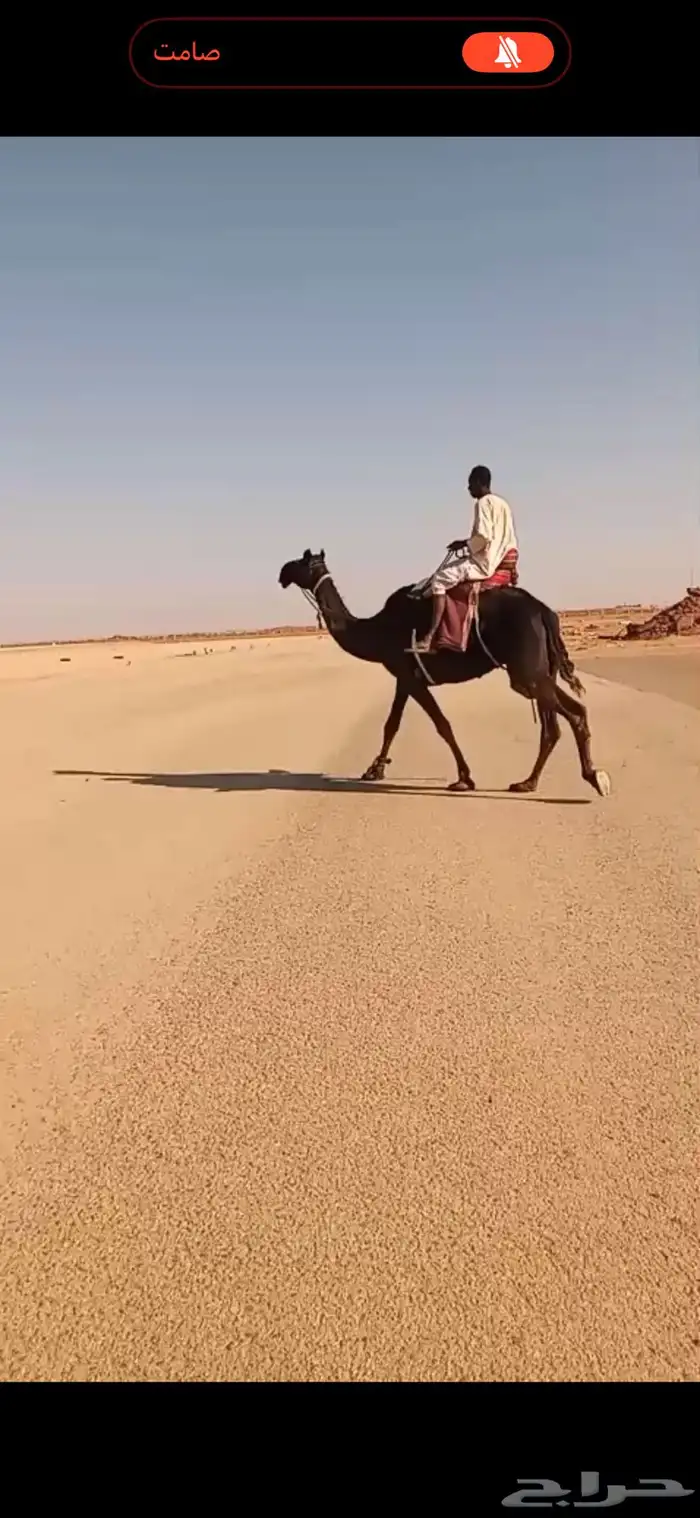 للبيع رحول ابل مجهم 0