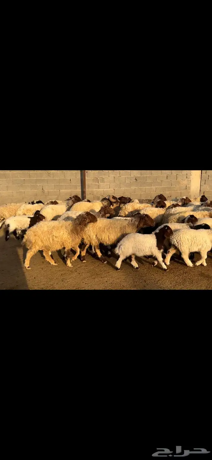 غنم نعيم متابيع فاخره . 17