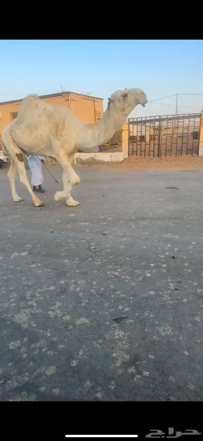 البعير الكفو 0