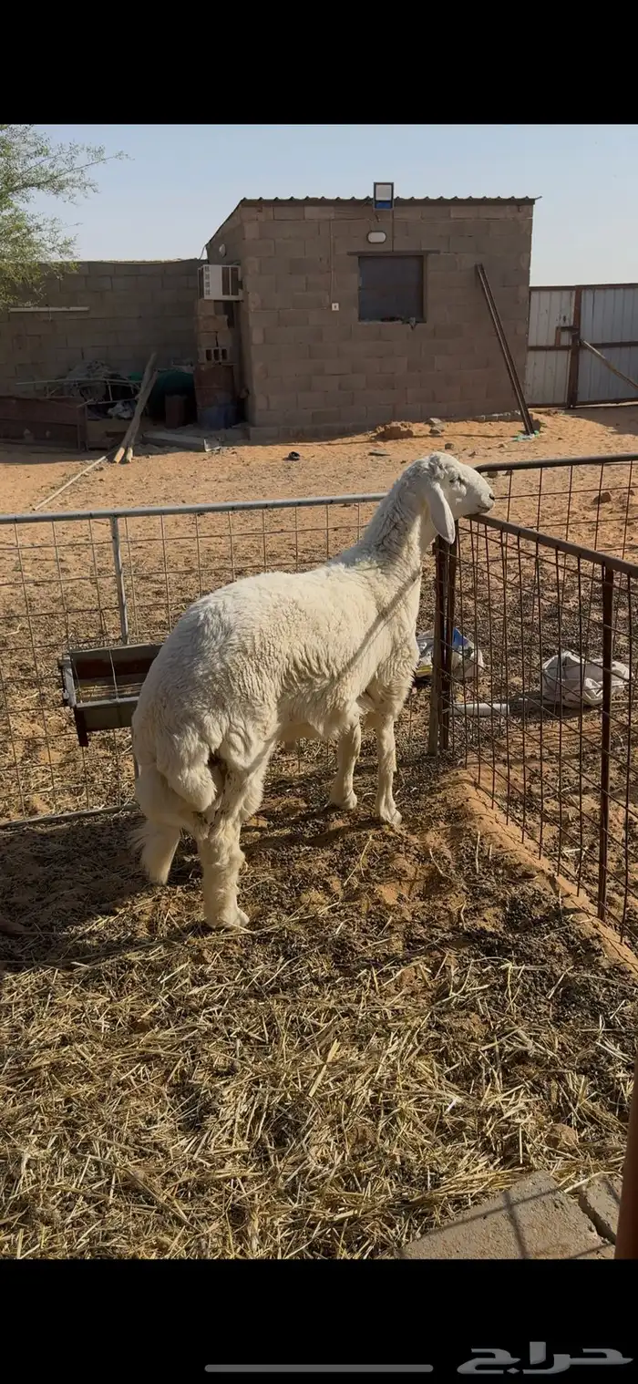 فحل حري صنف مشروط وفيه نسبه مالطيه 3