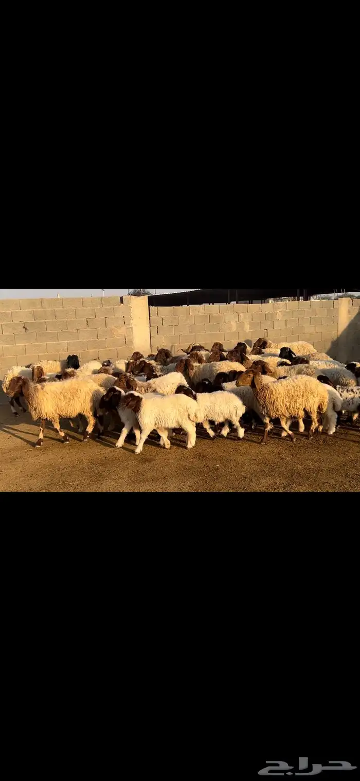 غنم نعيم متابيع فاخره . 11