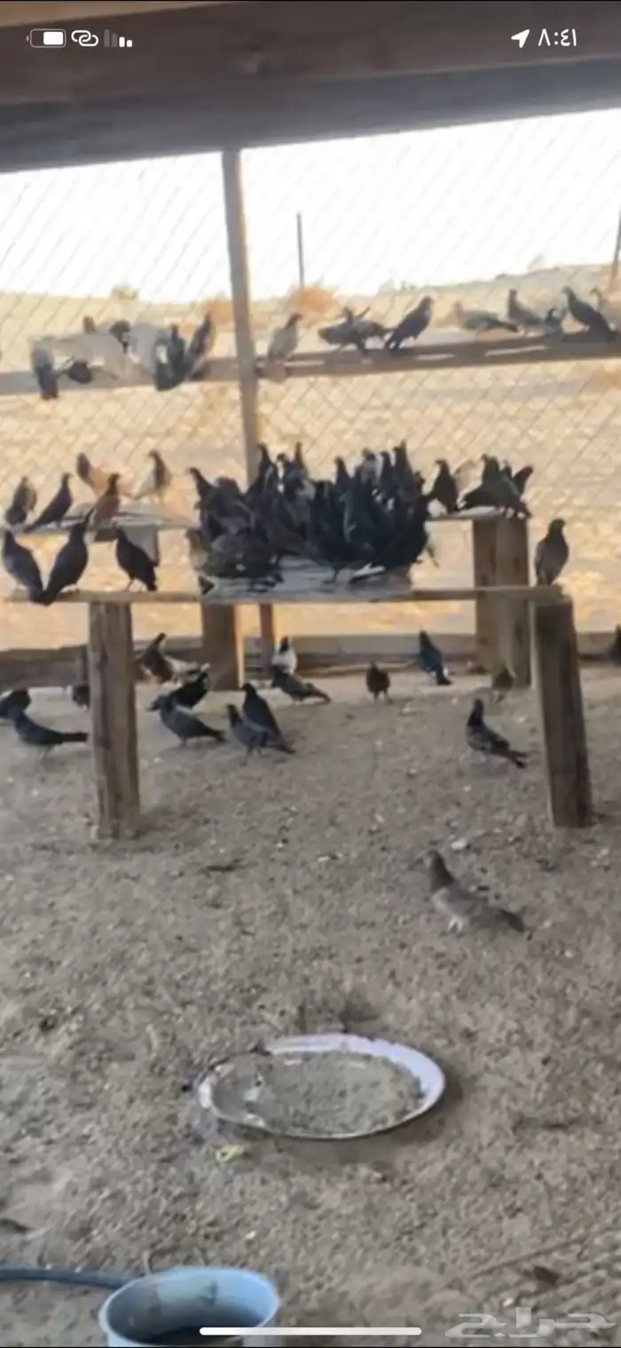 حمام بلدي 0