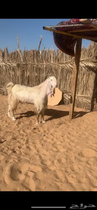 تيس فحل صنف رباع 0