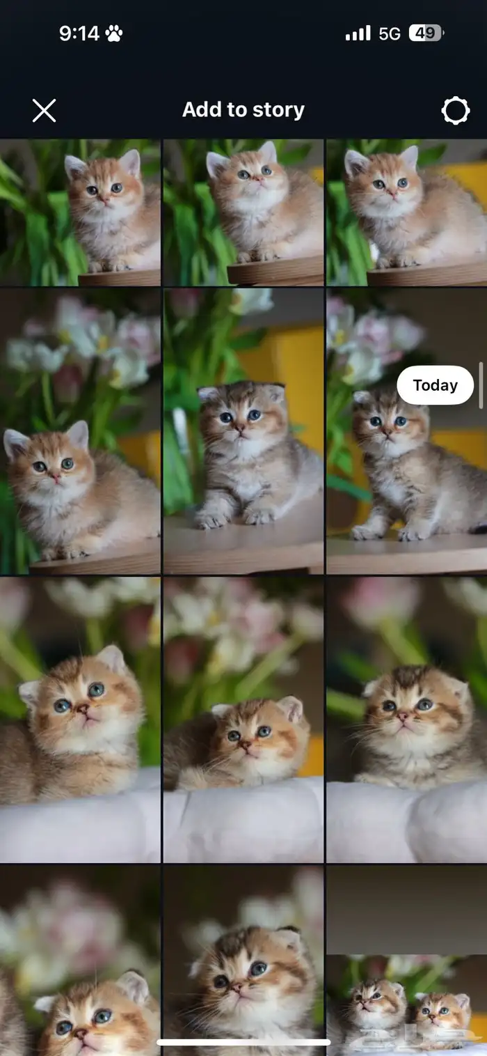 كتن سكوتش قولد و قولد تايجر فولد و ستريت 0