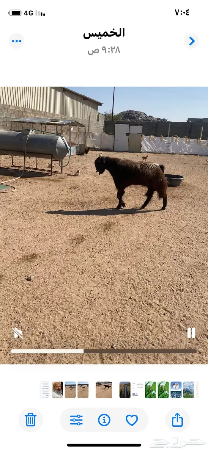 تيس فحل قبرصي 0