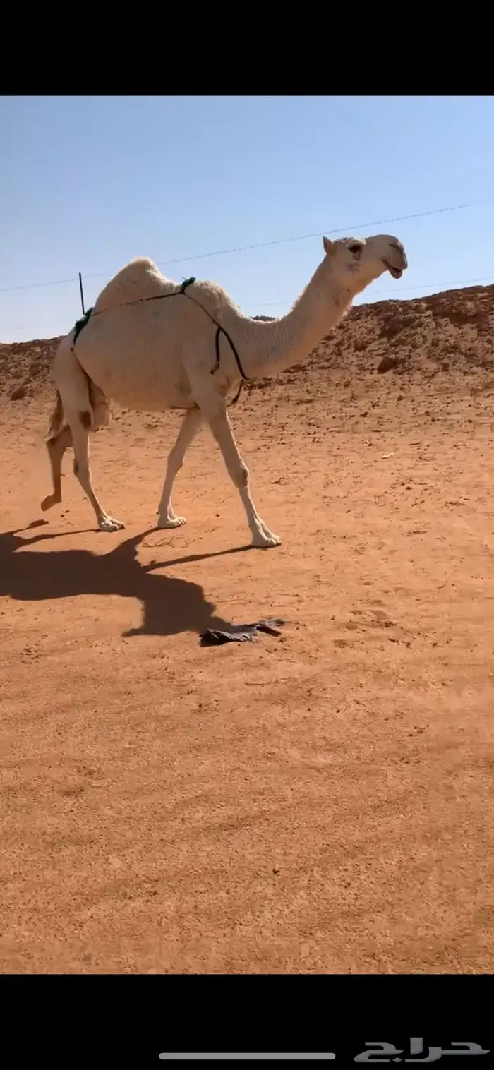 ضروبه مبيوع حاشيها قبل ايام عظمها طيب 5