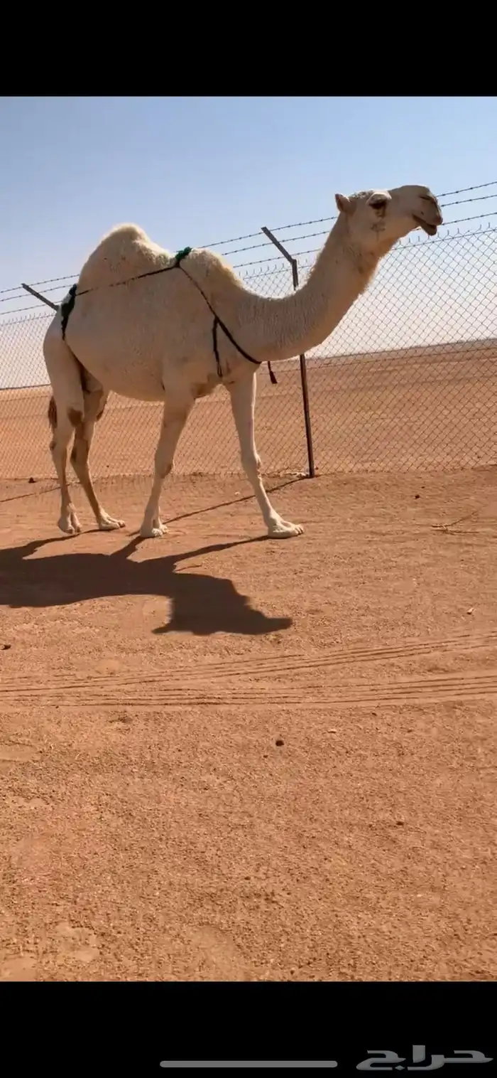 ضروبه مبيوع حاشيها قبل ايام عظمها طيب 3