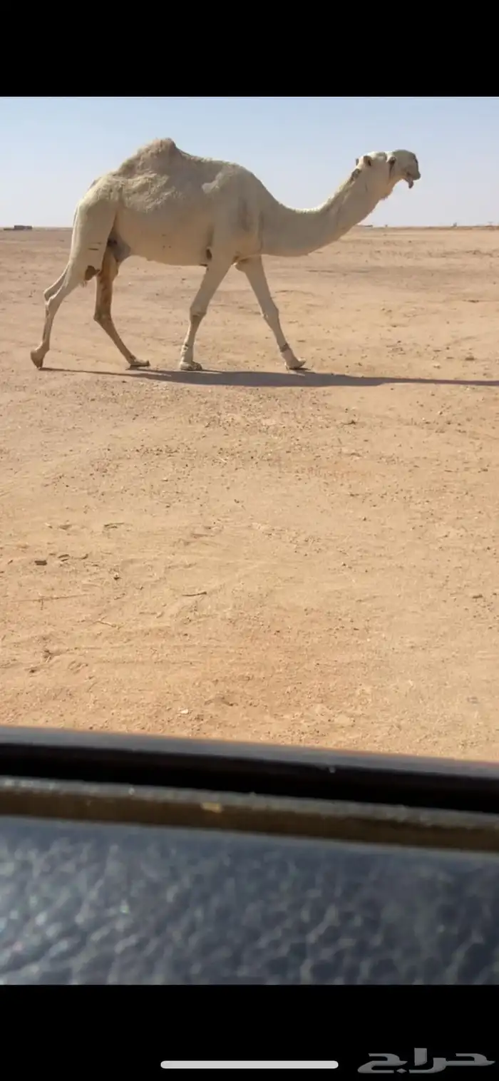 للبيع الفحل المنتج 1