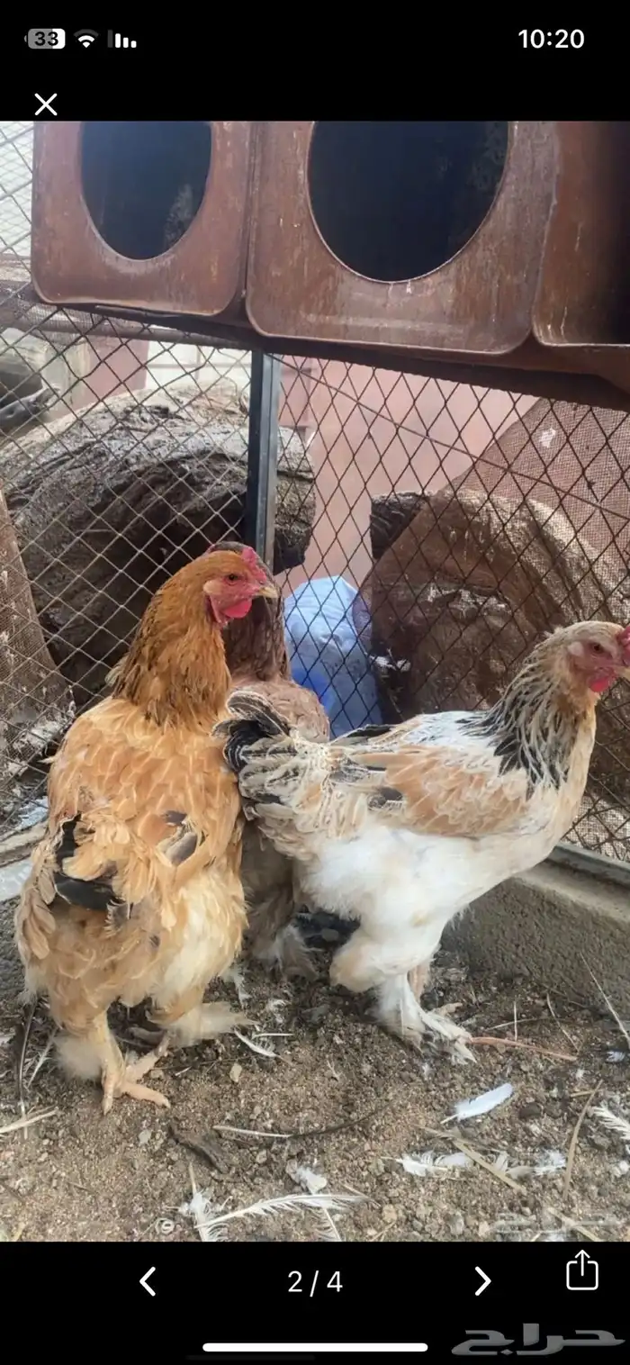 دجاج برهم كفو ومشروط 2
