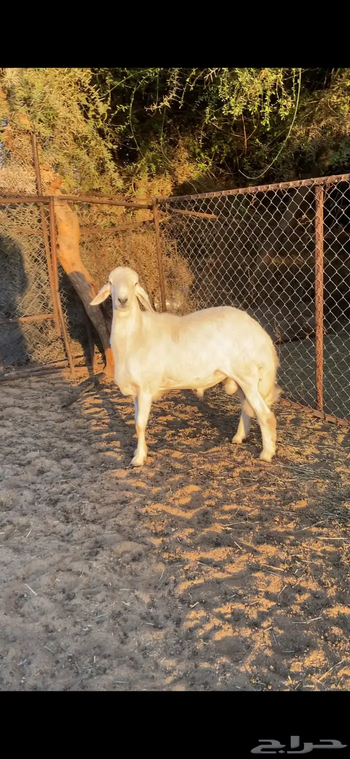 مشروع فحل صنف 4