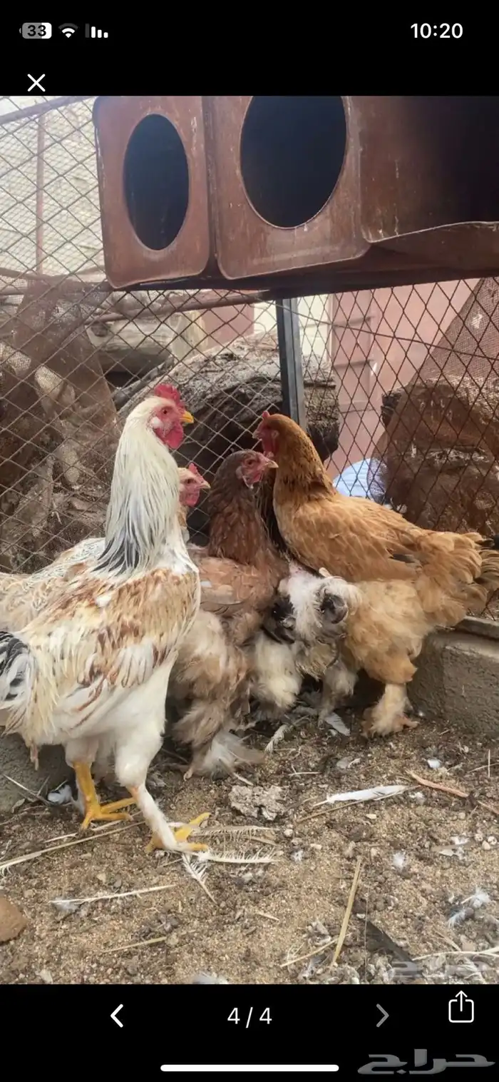 دجاج برهم كفو ومشروط 0