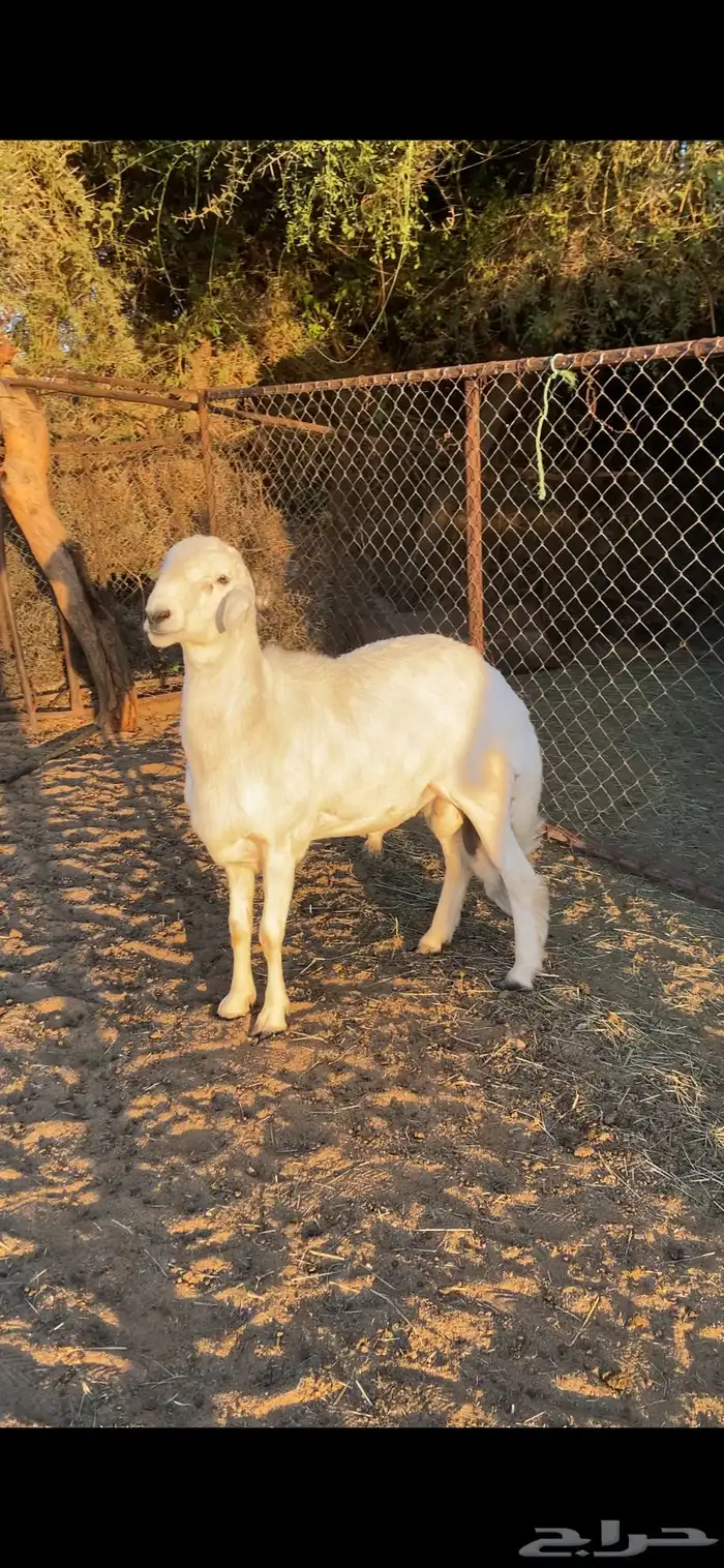 مشروع فحل صنف 0