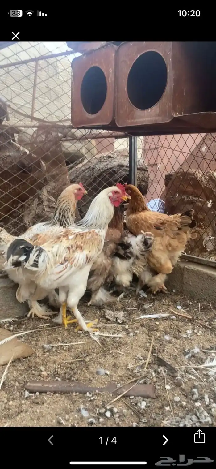 دجاج برهم كفو ومشروط 3