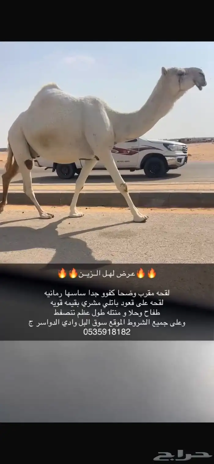 لقحه رمانيه كفوو 1