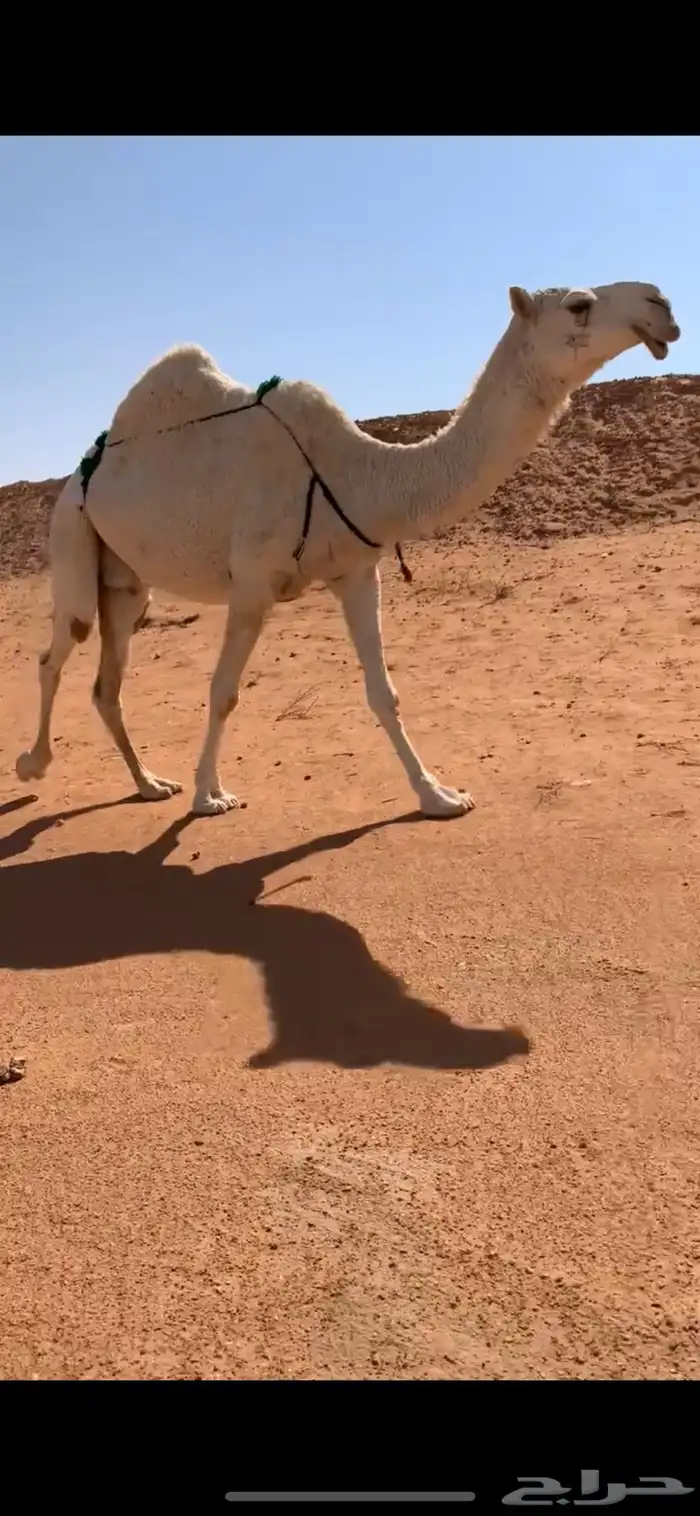 ضروبه مبيوع حاشيها قبل ايام عظمها طيب 2