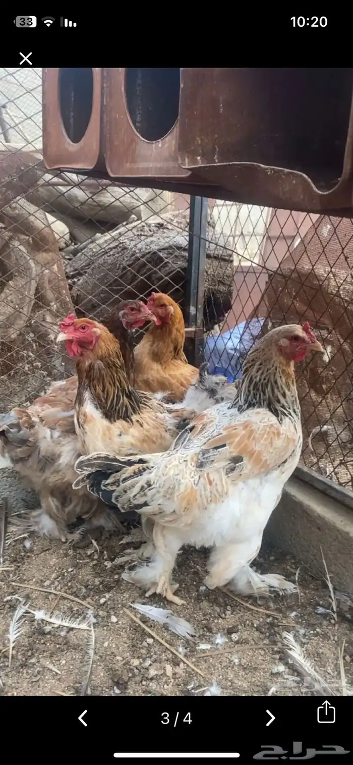 دجاج برهم كفو ومشروط 1