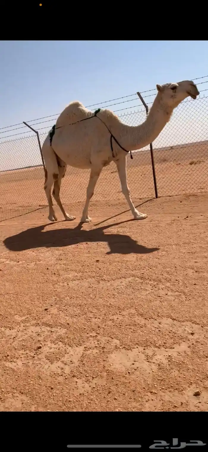ضروبه مبيوع حاشيها قبل ايام عظمها طيب 9