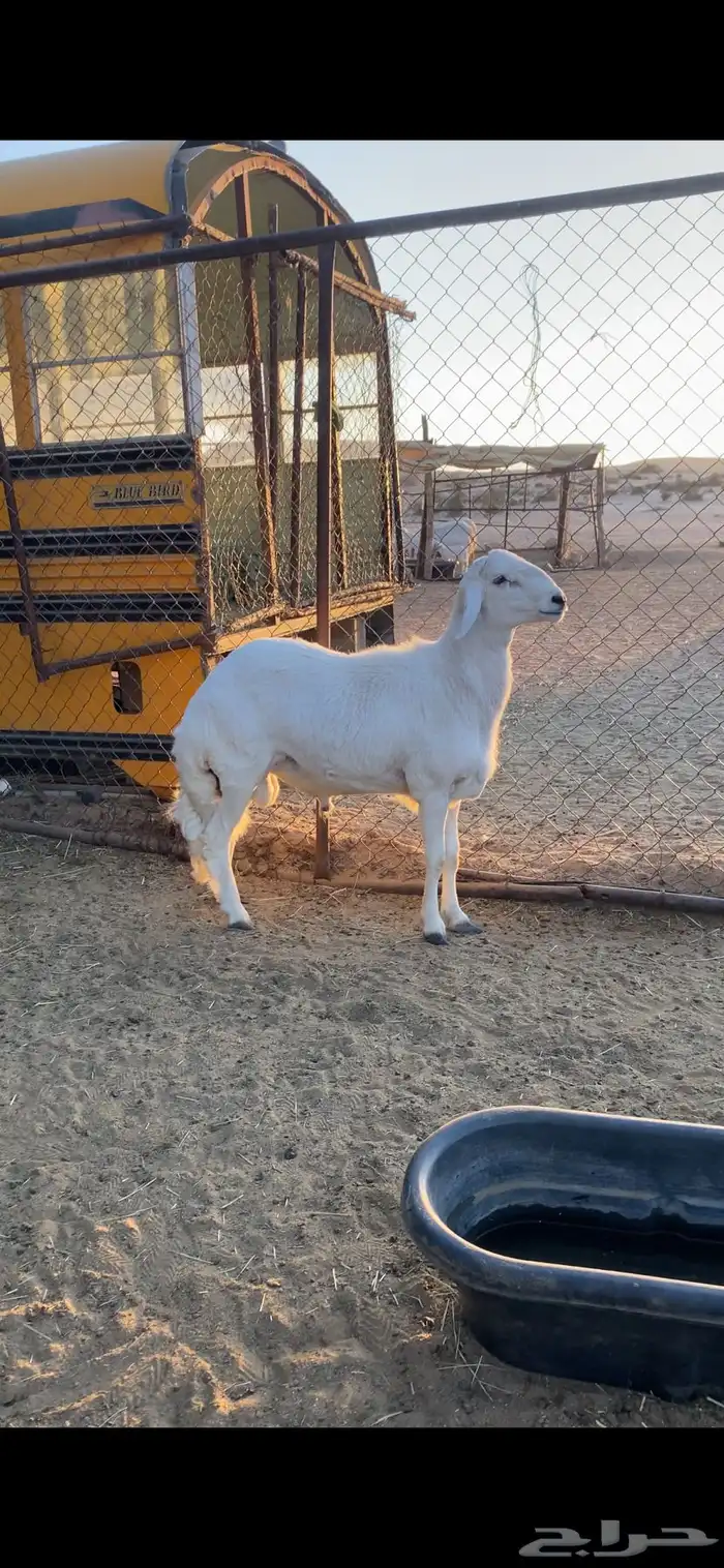 مشروع فحل صنف 3