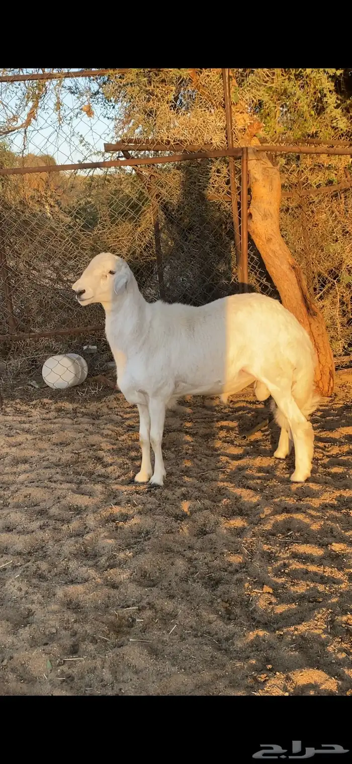 مشروع فحل صنف 2