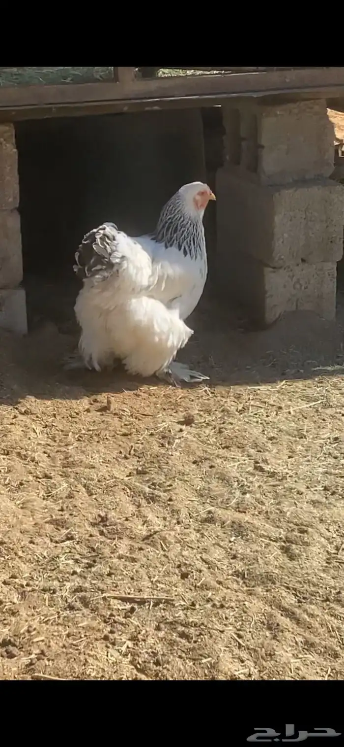 دجاج براهما كولمبي صنف دم صافي 1