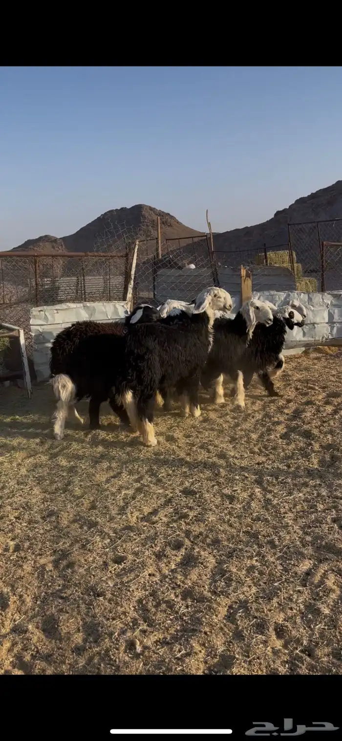 للبيع رخال نجد طيبه 2