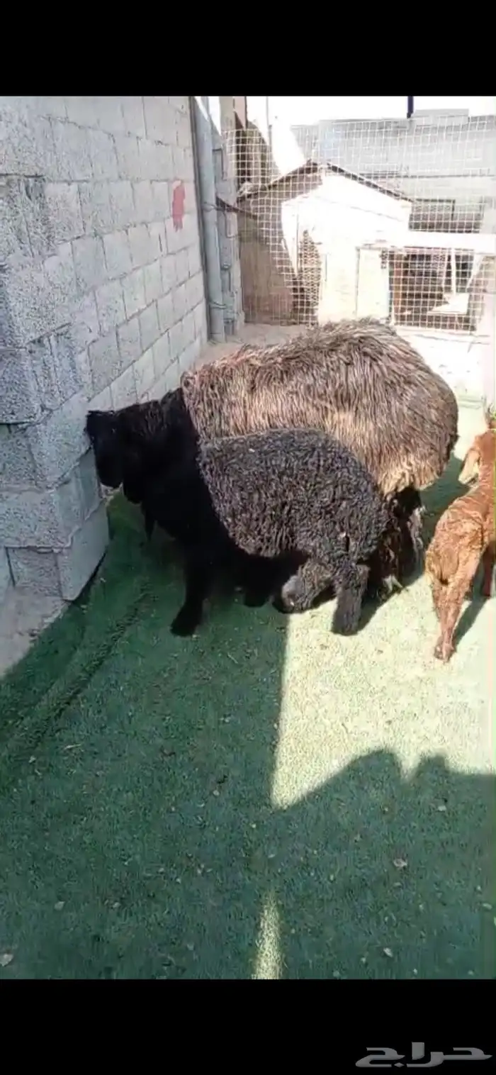 رغايث عرب طيبه 1